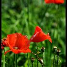 Einfach nur ..Mohn..