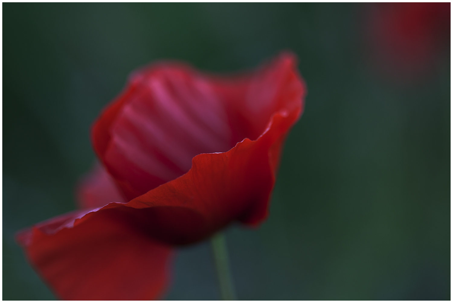 Einfach nur Mohn