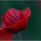 Einfach nur Mohn