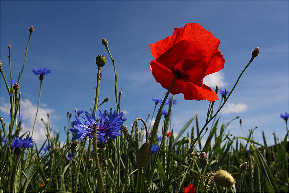 :: ~ Einfach nur Mohn ~ :: I