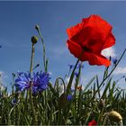 :: ~ Einfach nur Mohn ~ :: I