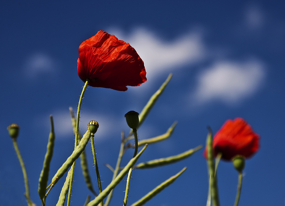 ::~ Einfach nur Mohn ~:: I