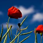 ::~ Einfach nur Mohn ~:: I