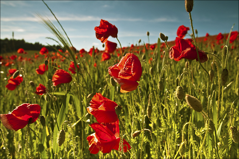 :: ~ Einfach nur Mohn ~ :: II