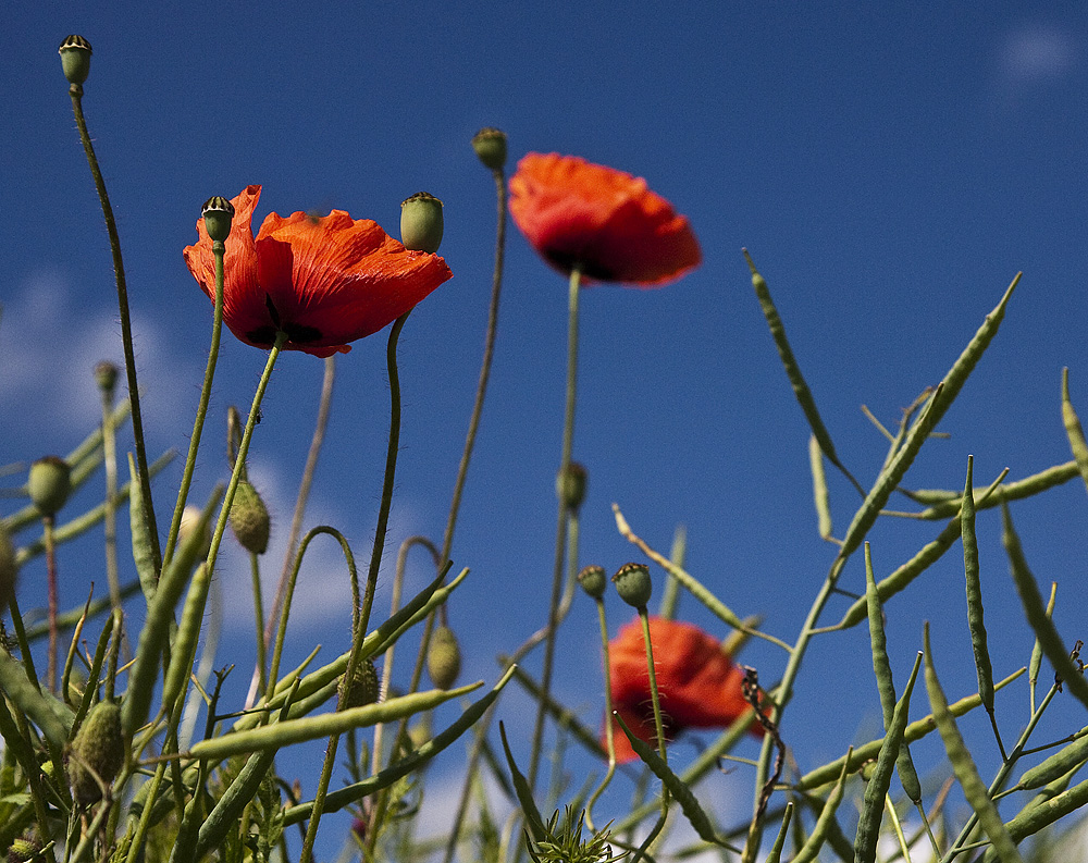 ::~ Einfach nur Mohn ~:: II