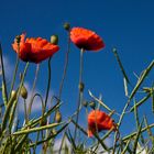 ::~ Einfach nur Mohn ~:: II