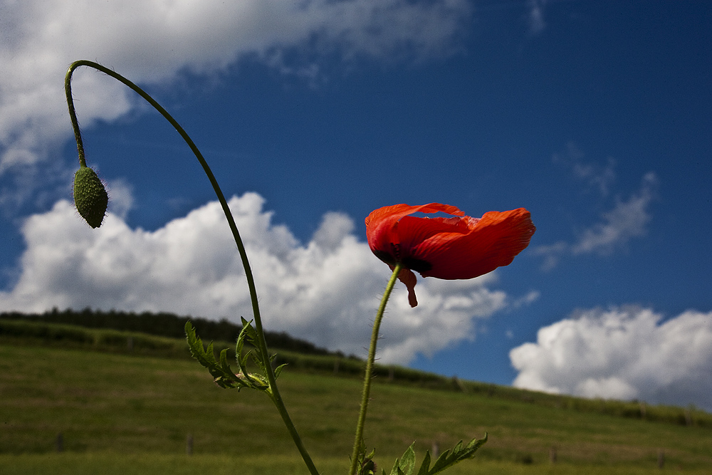 ::~ Einfach nur Mohn ~:: III