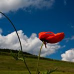 ::~ Einfach nur Mohn ~:: III