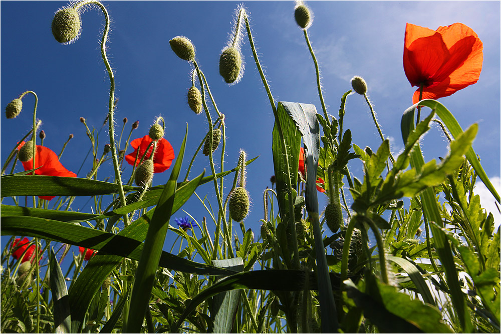 :: ~ Einfach nur Mohn ~ :: III