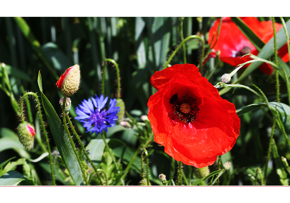 :: ~ Einfach nur Mohn ~ :: IV