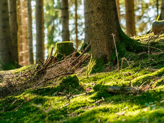 Einfach nur Moos und ein Baum,
