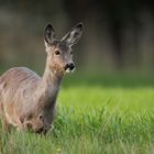 einfach nur `n Lückenfüllerreh