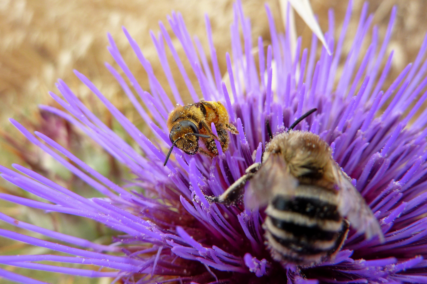 einfach nur Natur