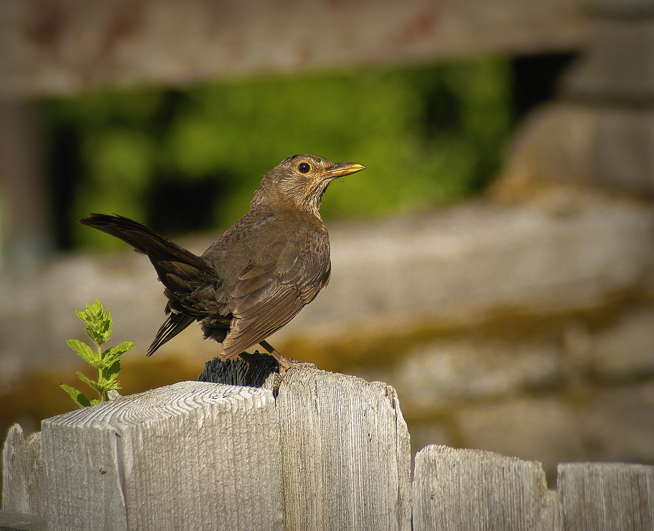 Einfach nur ne Amsel