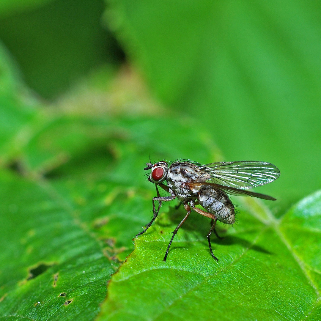 einfach nur ne Fliege