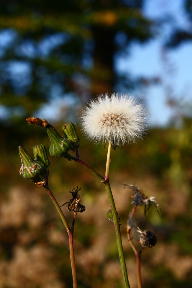 einfach nur ne` Pusteblume