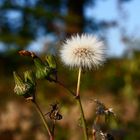 einfach nur ne` Pusteblume