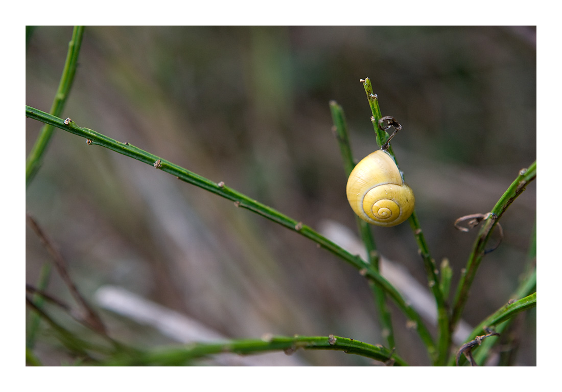 Einfach nur ne Schnecke