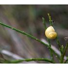 Einfach nur ne Schnecke