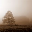 einfach nur nebel nicht carmen nebel sonder nebel