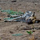 Einfach nur schlafen - Afrikanischer Wildhund, South Luangwa NP, 13.09.2019