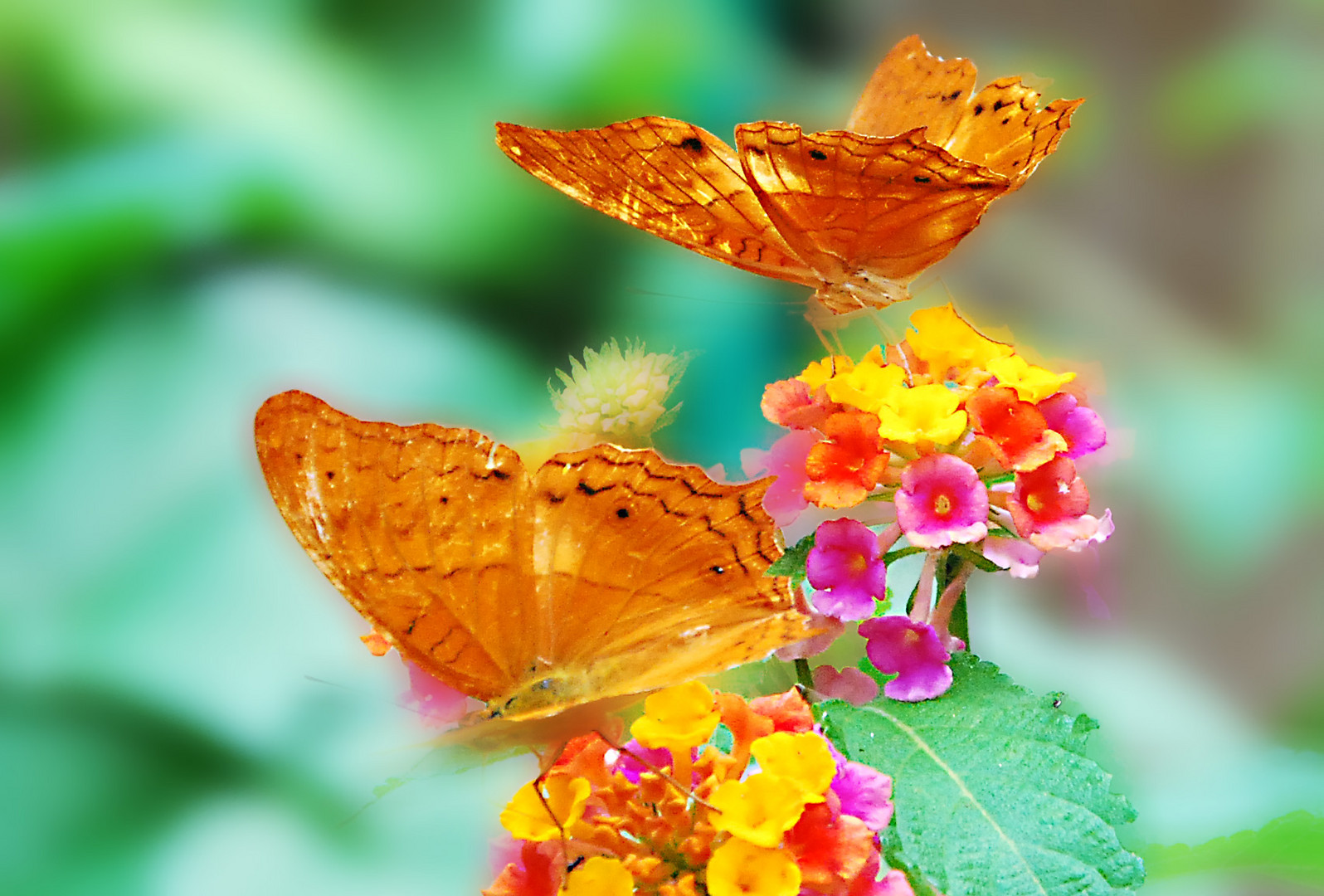 Einfach nur Schmetterlinge