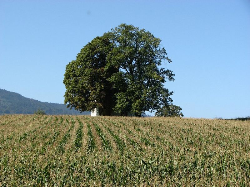 Einfach nur schön