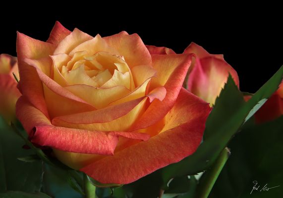 Einfach nur schön! / Simply beautiful