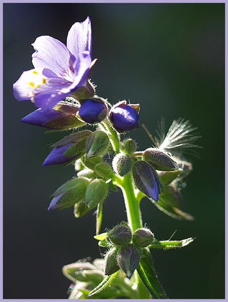 Einfach nur schön, und das im eigenen Garten! :-))