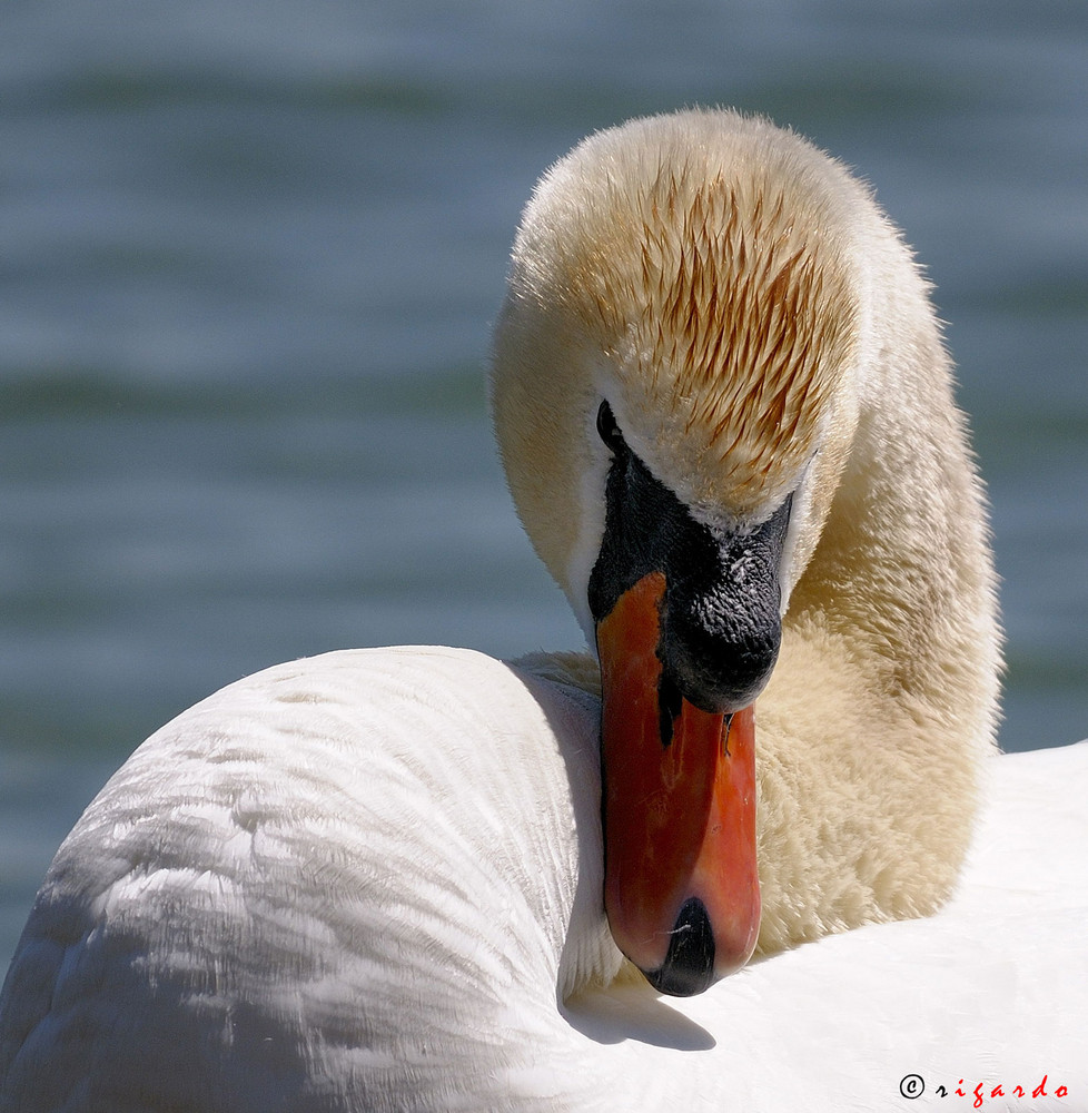 einfach nur Schwan sein ..