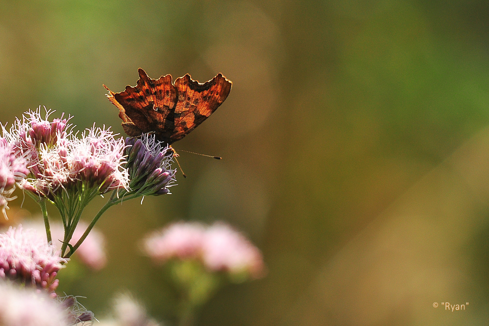 einfach nur Sommer