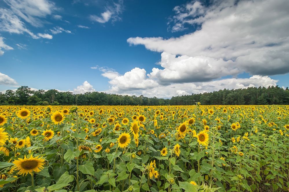 Einfach nur Sommer