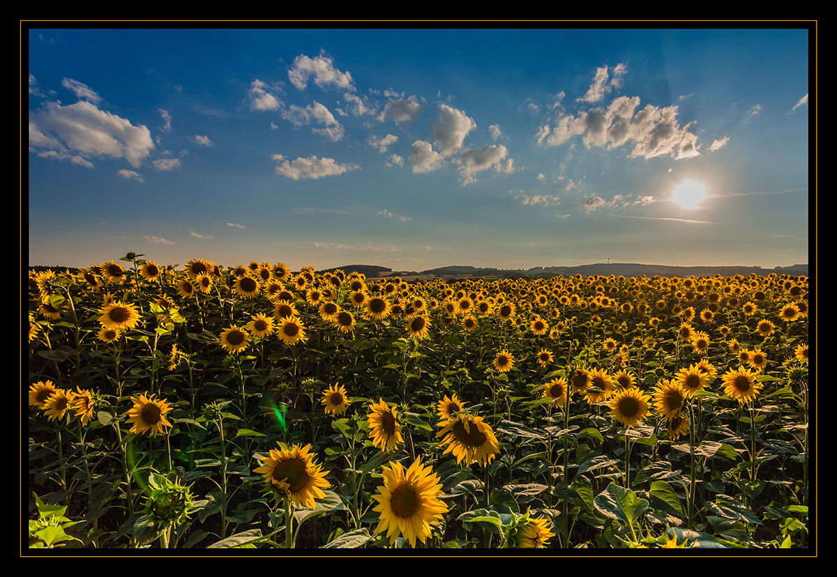 Einfach nur Sonnenblumen