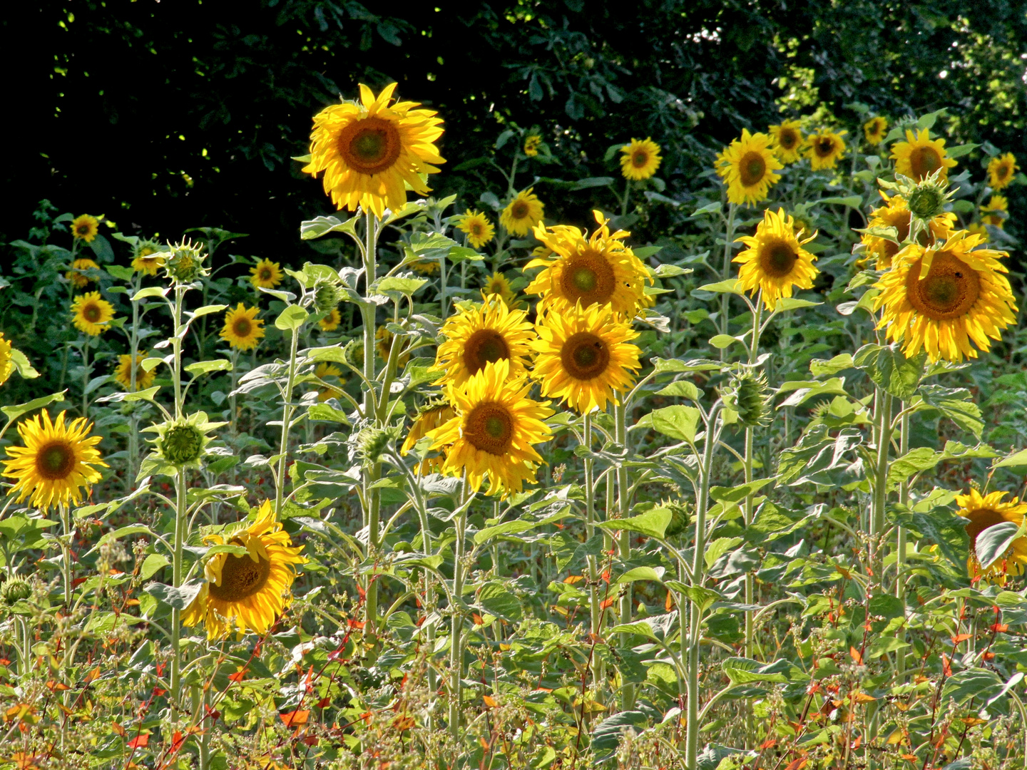 einfach nur sonnenblumig  -  simply sunflowerly