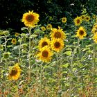 einfach nur sonnenblumig  -  simply sunflowerly