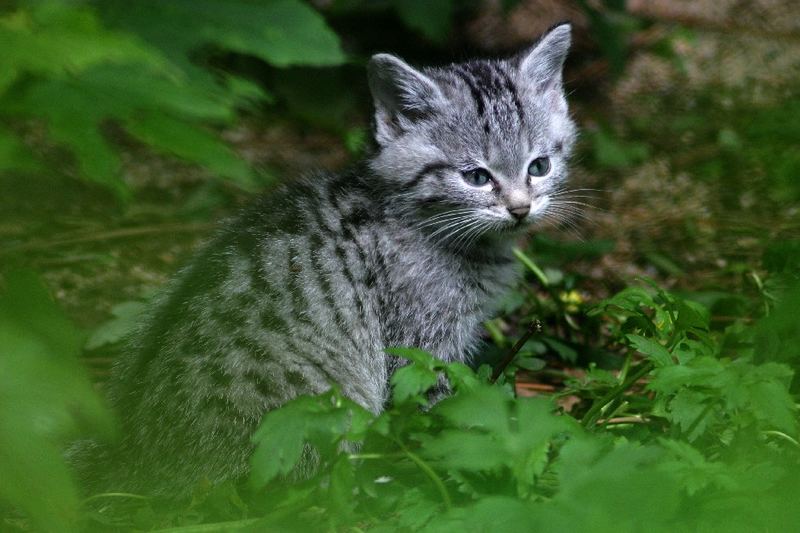 ...einfach nur süüüß...die Miniwildkatze