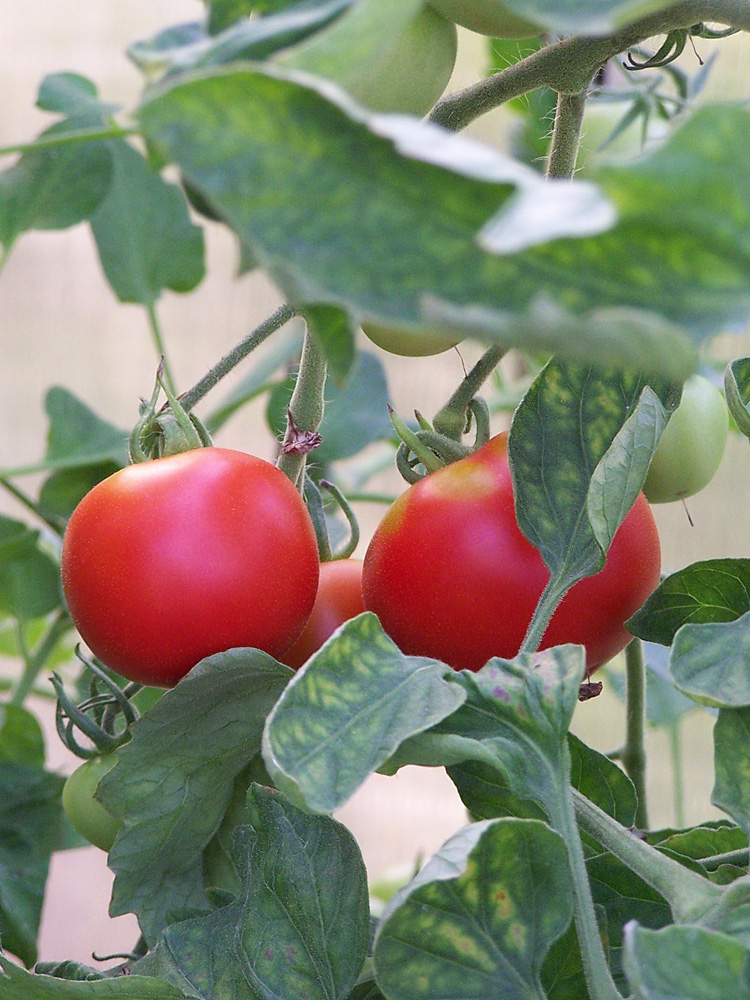 Einfach nur Tomaten