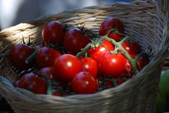 einfach nur Tomaten