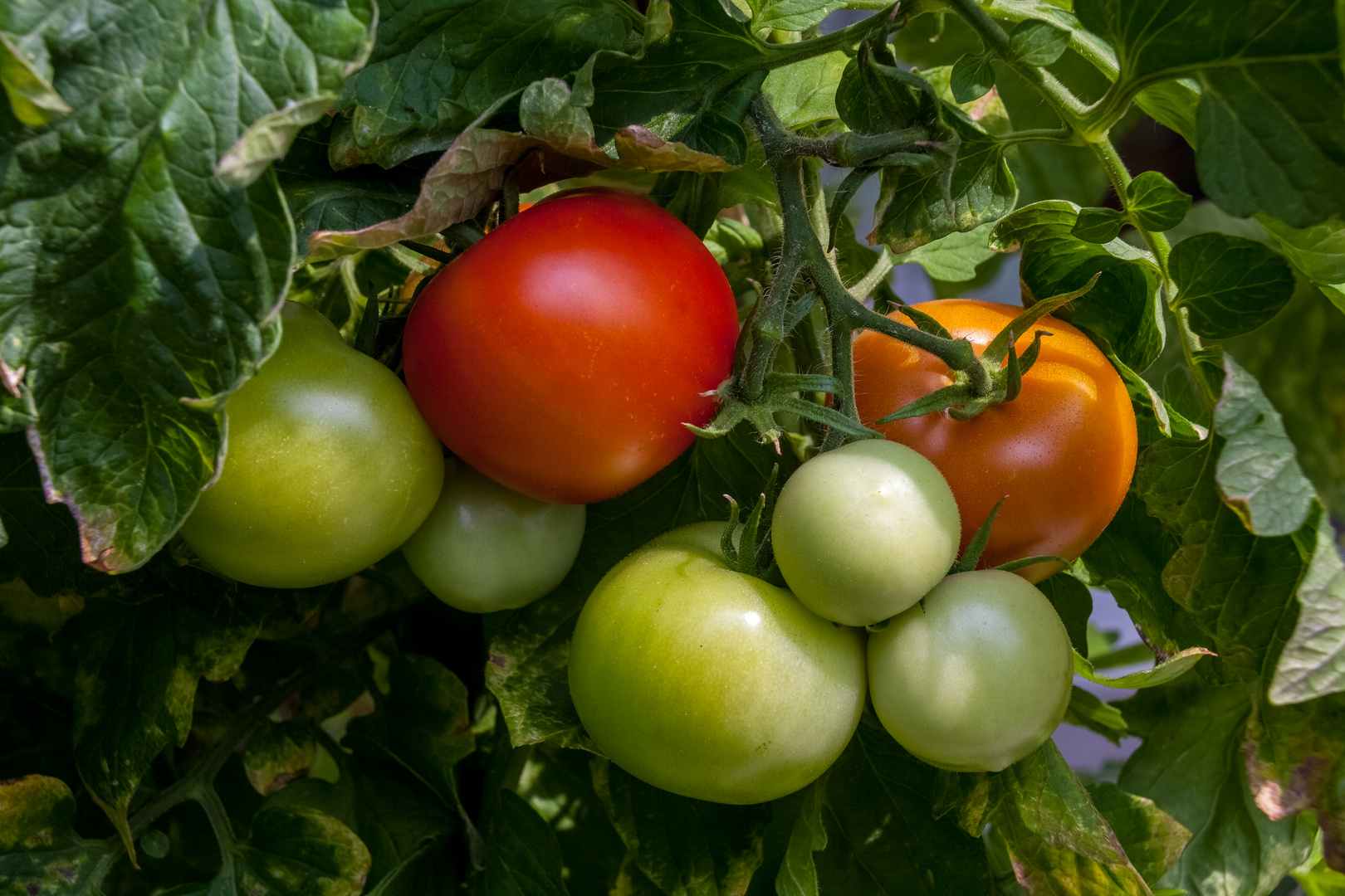 Einfach "nur" Tomaten_2018_(IMG_5326)