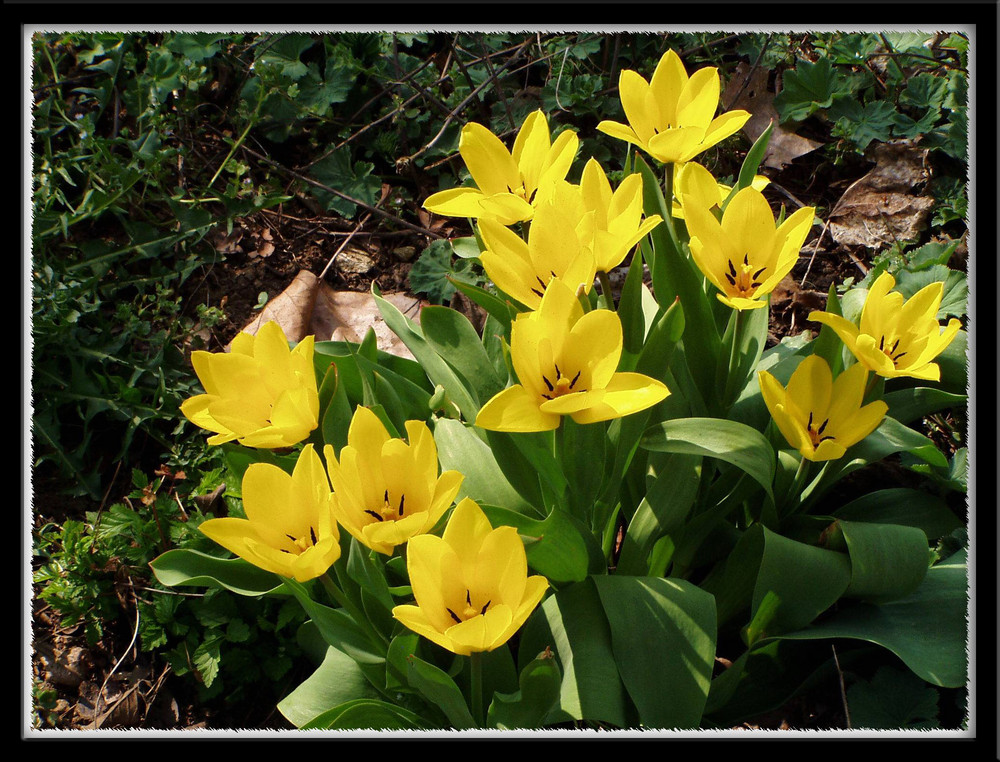 Einfach nur Tulpen