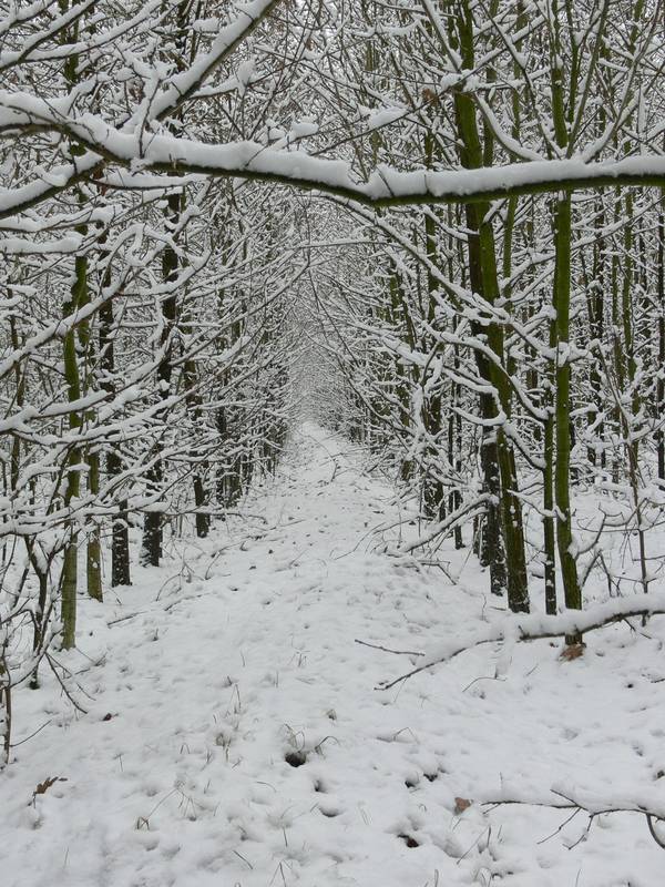 einfach nur verschneit ...