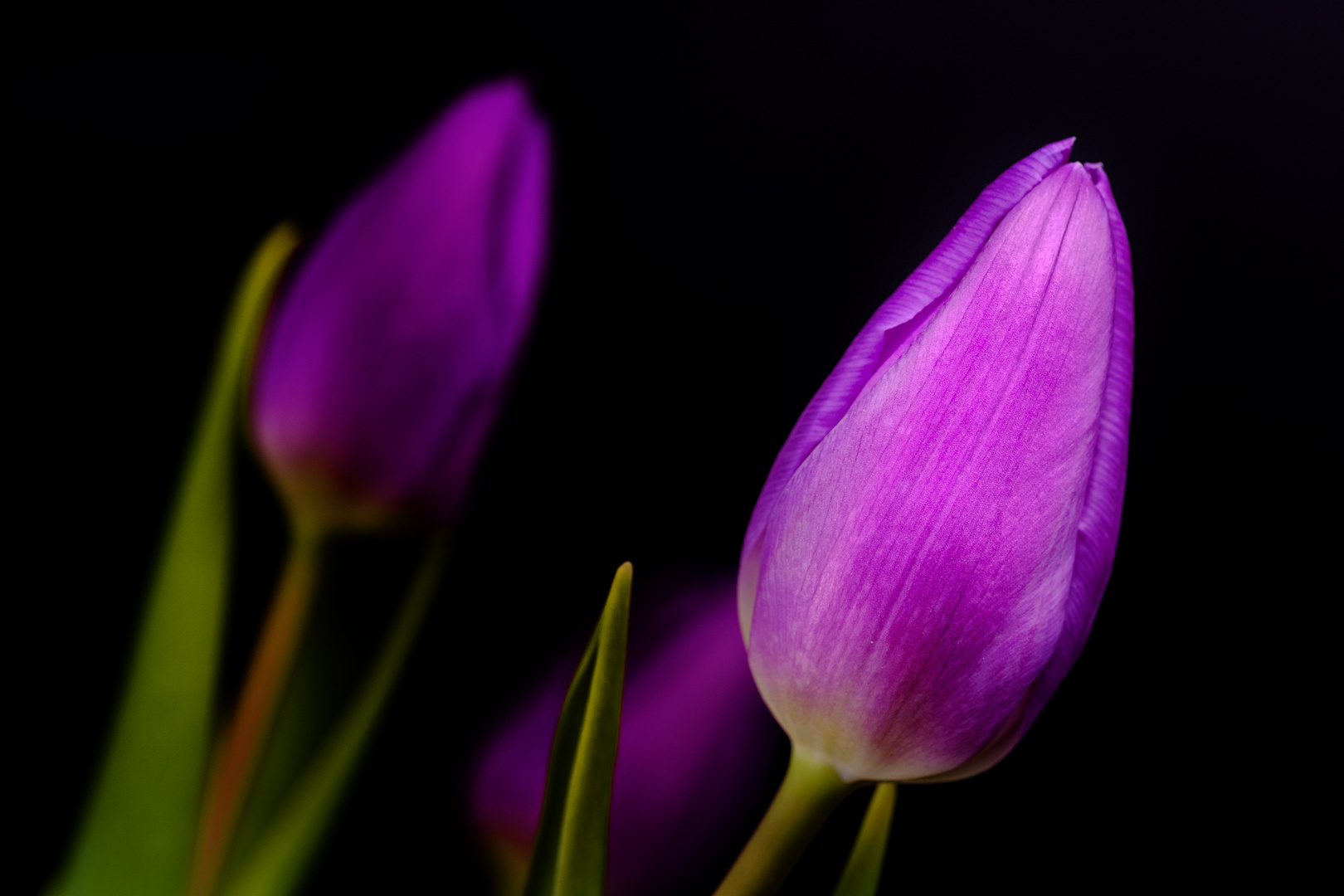 Einfach "nur" violette Tulpen