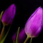 Einfach "nur" violette Tulpen