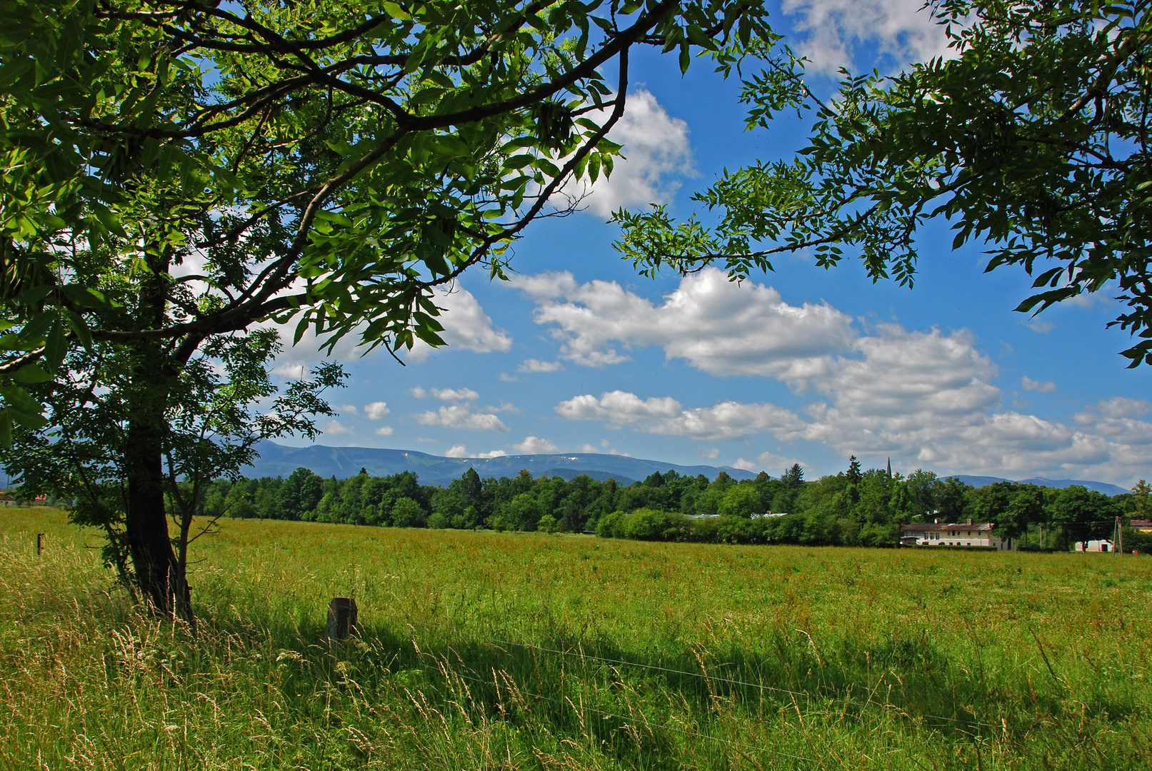 einfach nur Weide & Himmel