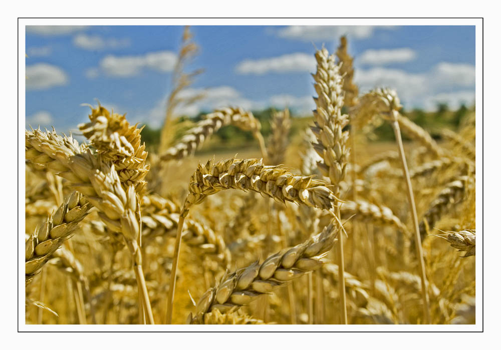 Einfach nur Weizen Foto &amp; Bild | pflanzen, pilze &amp; flechten, getreide ...