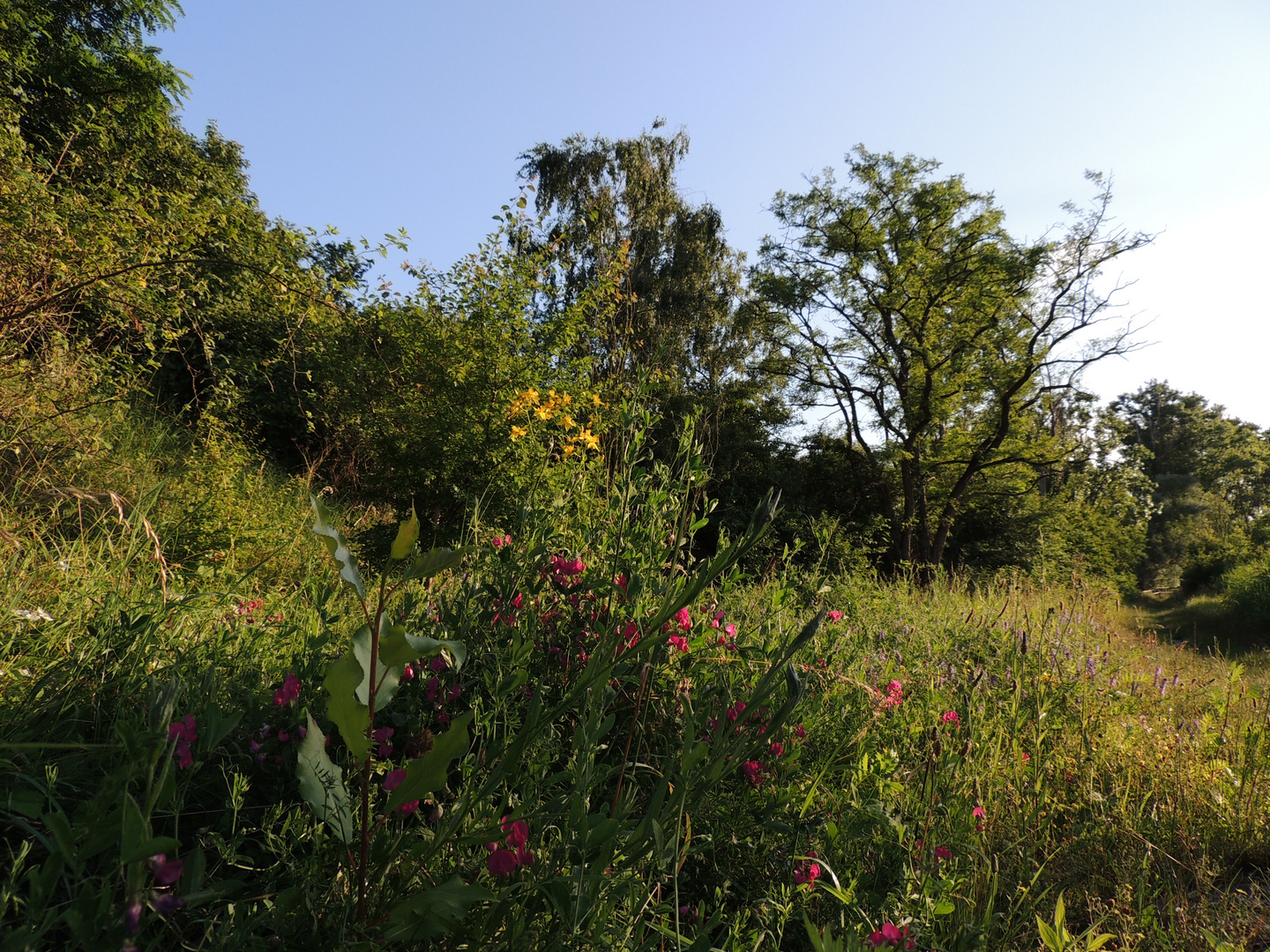 einfach nur Wildblumen