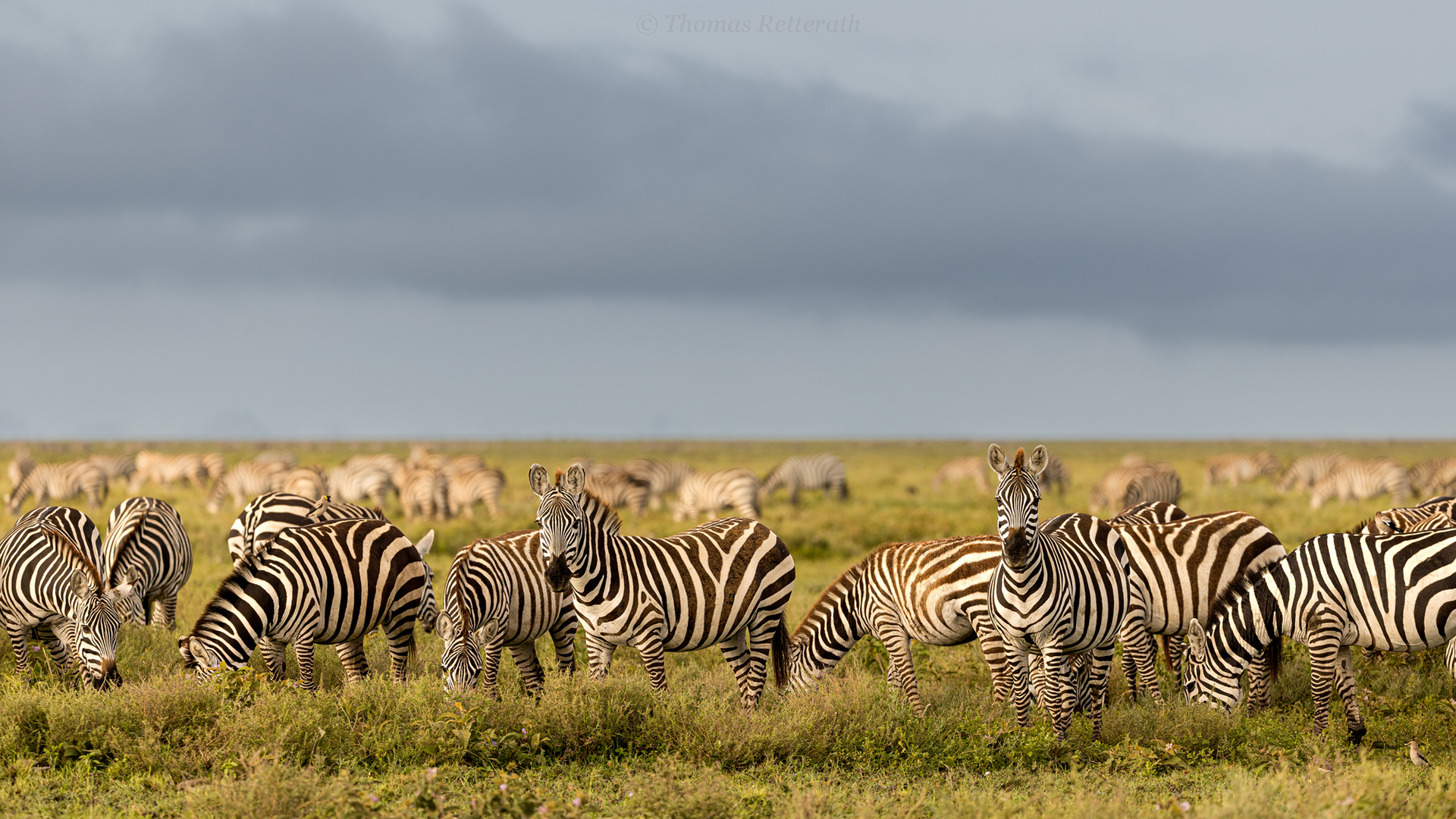 Einfach nur Zebras