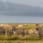 Einfach nur Zebras