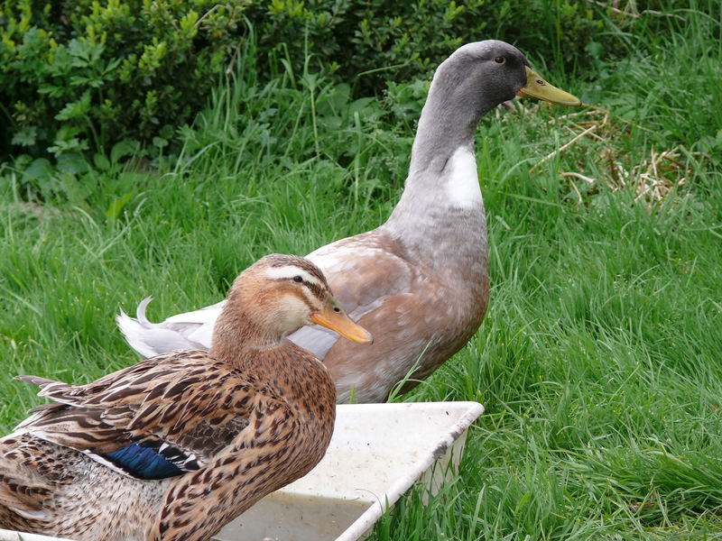 Einfach nur zwei Enten.