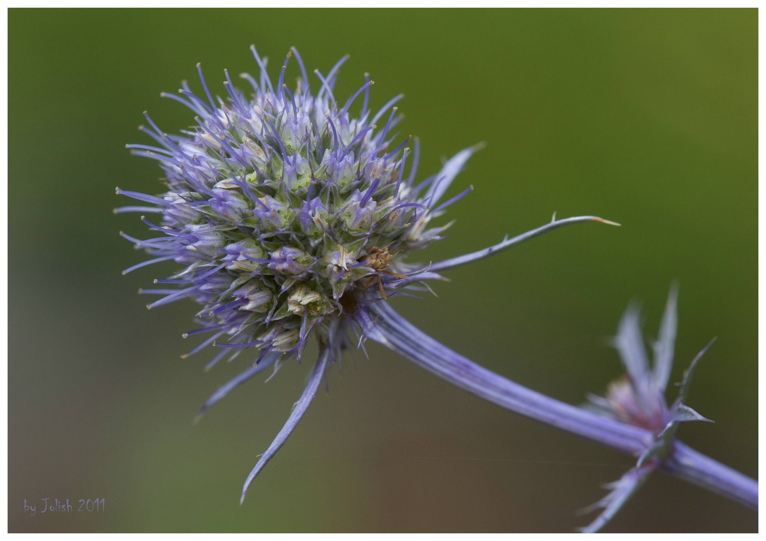 Einfach nur...........eine Distel